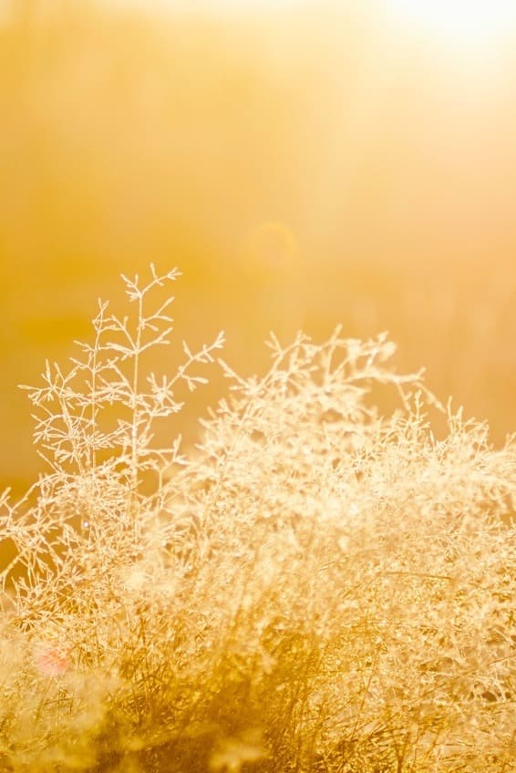 golden_nature_authentic_movement (1)