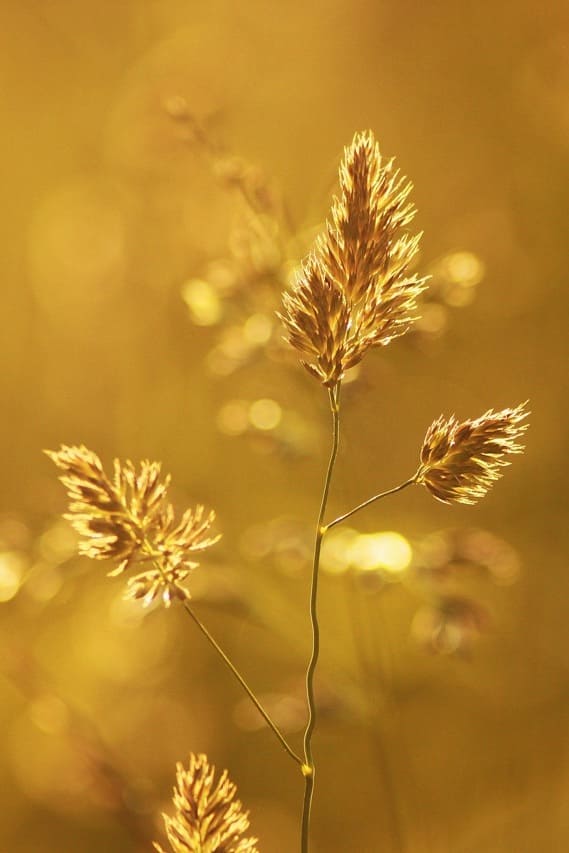 nature_bliss_meditation (1)